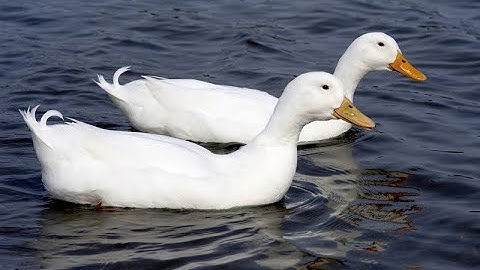 How to double your sales funnel with Dux-Soup!