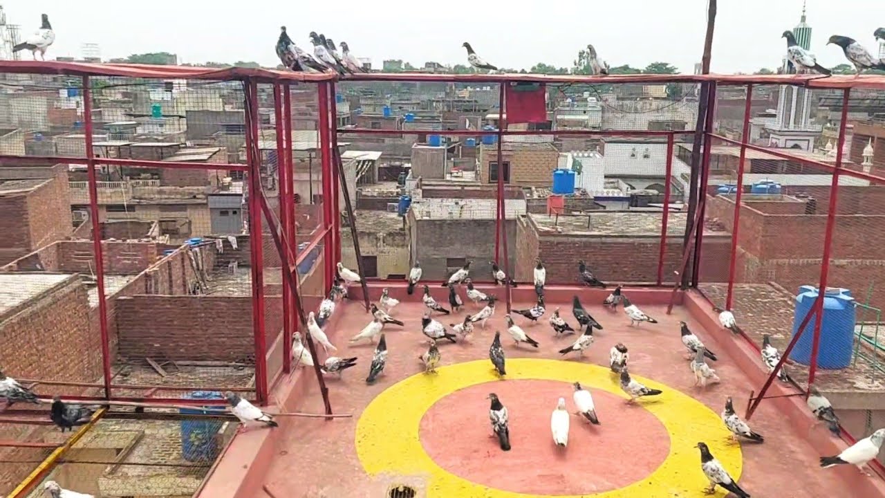 7 Din Baad Kabootar Bahir Nikaly | Hashim Mahmood Pigeons 