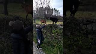 Praia fluvial de Vila Cova à Coelheira 🏞️ Fizemos novas amizades 🐐