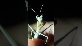 It’s that time of day again, bug o’clock ⌚️👀 #bugs #insects #creatures #entomology #blacklighting
