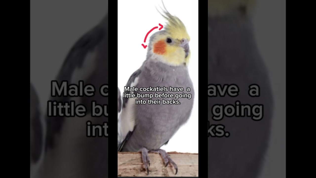 How to tell if your cockatiel is male or female!