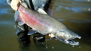 Facts: The Chinook Salmon