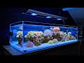 Designer Clownfish and Coral Unboxing [Shallow Reef Tank]