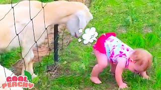 Try Not To Laugh: Funny Baby and Animal Videos || Cool Peachy 🍑