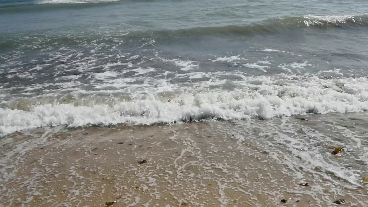 La cría de canarios (recogiendo calcio en la playa) - YouTube