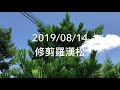 #假日農夫 #羅漢松 修剪造型2019/08/14