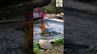 “শান্ত প্রকৃতি, সুন্দর জীবন…#Nature #Peaceful #Birds #NaturalBeauty #PranBinduLife #Wildlife