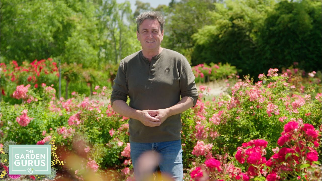 Flower Carpet Roses, Showpiece Roses and Daphne Perfume Princess