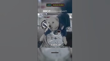 Animals in Zero Gravity – You Won’t Believe Their Reactions! #unbelievable #knowledge #Discover