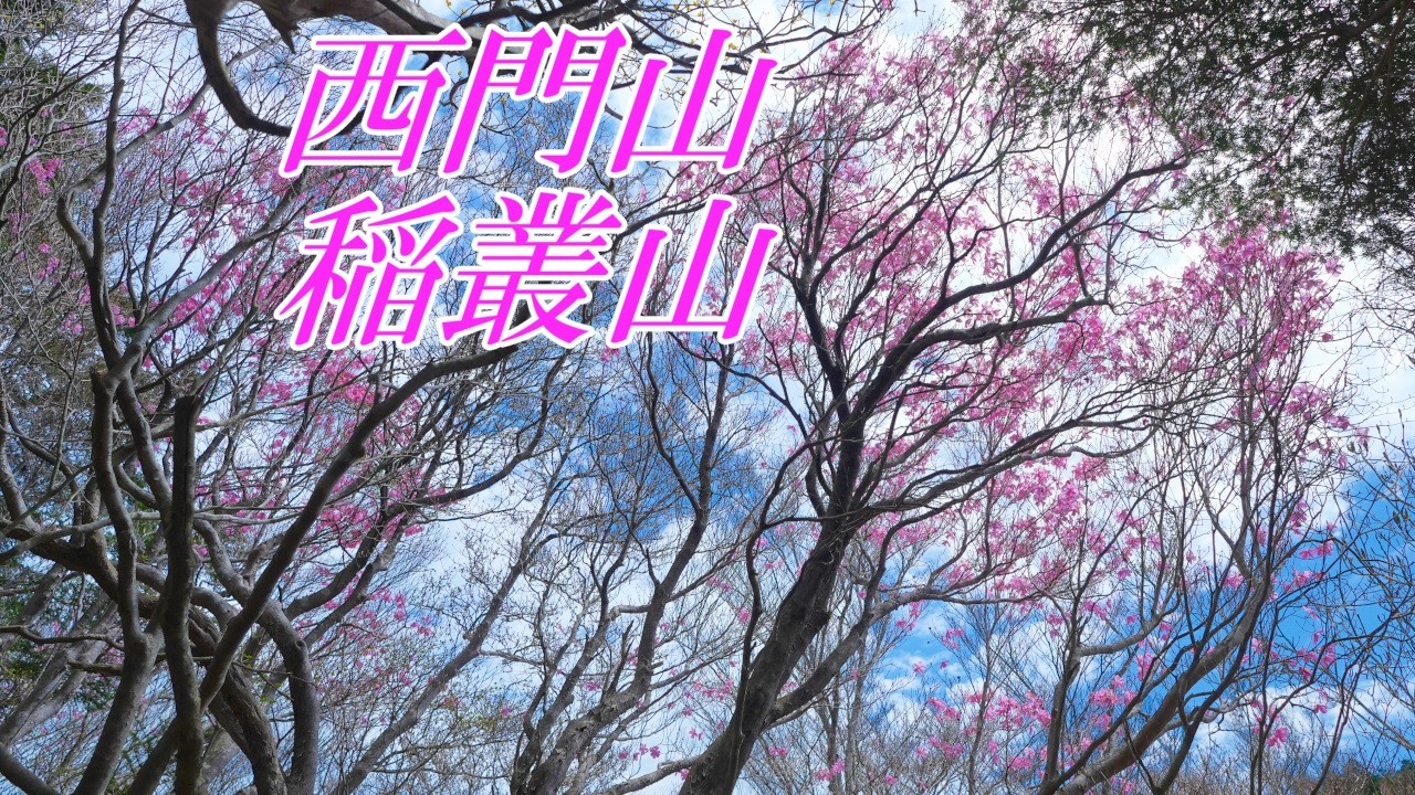 押山 登山】西門山、稲叢山 アケボノツツジ第二弾 2026年4月29日（高知県