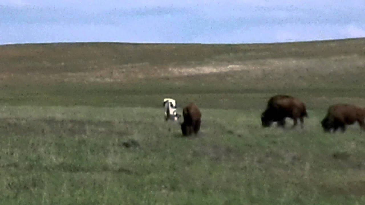 Buffalo fart YouTube