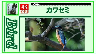 【4K】カワセミ　20201026　Bird　野鳥