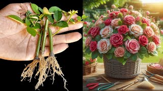 Magical secret to help rose branches grow roots quickly / Simple method.