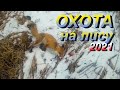 Охота на лису 2021