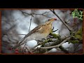 Голоса птиц Как поёт Рябинник (Turdus pilaris)