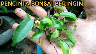 how to grow bonsai banyan dollar and banyan benjamina screenshot 5