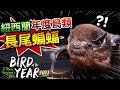【★為什麼紐西蘭年度鳥類不是鳥!!★】蝙蝠當選惹熱議!!