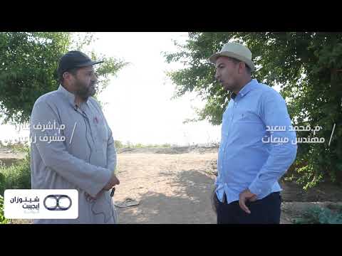 مقاومة الفيروسات على محصول الفلفل ب شيتو ماكس