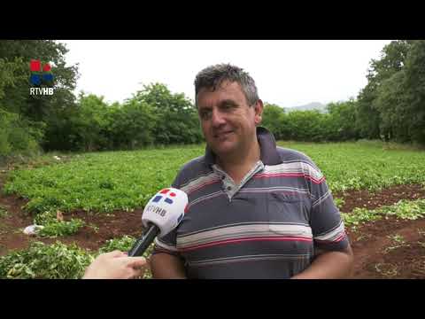 RTV HB: Nikad teža godina za Ljubuške poljoprivrednike