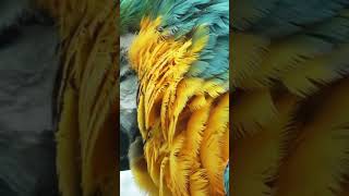 Попугай-провокатор