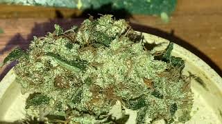 Cbh x Gg4ril  -