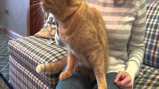 Safari® Rubber Curry Brush for Cats
