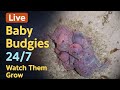 🔴 LIVE Budgies Parrot Amazimg Moments 🐦 | Mother &amp; Father Caring, Feeding &amp; Cleaning Babies