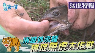 台灣第一等【兇猛魚虎掠食風暴捉&quot;虎&quot;大作戰（日月潭外來種 ... 