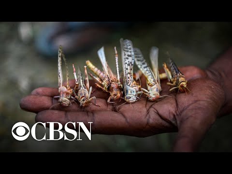 Plague of locusts threatens millions with famine in parts of Africa and Asia