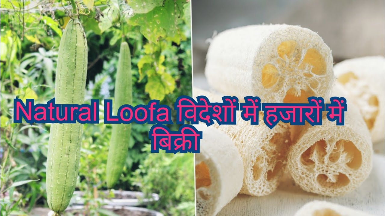 Sukhi Turai Ban Gayi NATURAL LOOFA Hazaron Rupyon mein kharidne lage