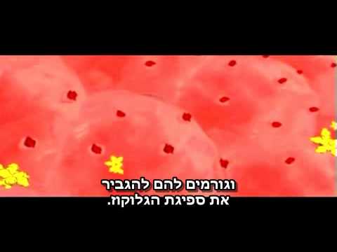 המערכת האנדוקרינית - הורמונים סטרואידים ותירואידיים