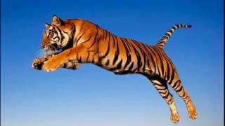 Download lagu Ojo de tigre Ojo de tigre