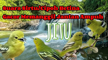 Suara Sirtu/Cipoh Betina Gacor Memanggil Jantan Ampuh
