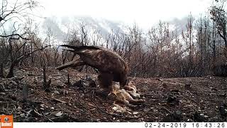 Golden Eagle on a fox kill. Eastern Imperial Eagle Attacks Desert Fox