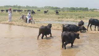 دریا سات لوج میں کتنے خطرہ ہے