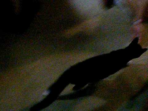 camera iphone 8 plus apk Kitty plays fetch!