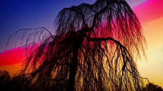 The Weeping Willow