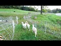 Old Dream Comes True | Sheep Graze Behind Cows