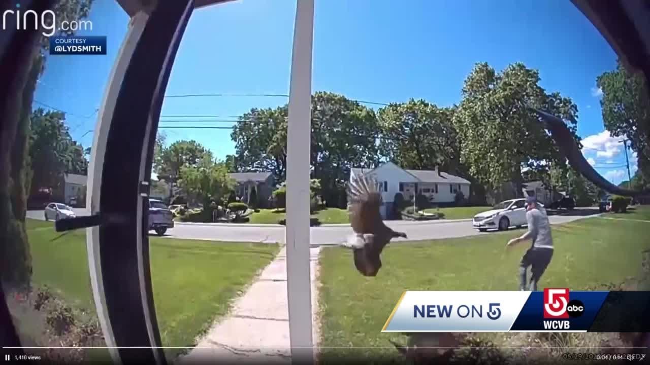 Mass. family reacts to video showing turkeys attacking