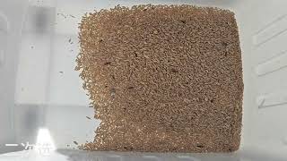 Oat Sorting---SEPRO Infrared Series for removing impurities in oat