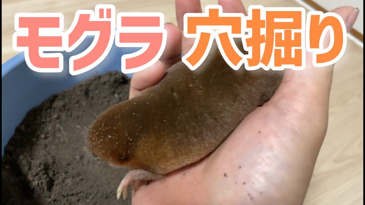 モグラの穴掘り スゴい早さで潜ります Youtube モグラの穴掘り スゴい早さで潜ります Youtube