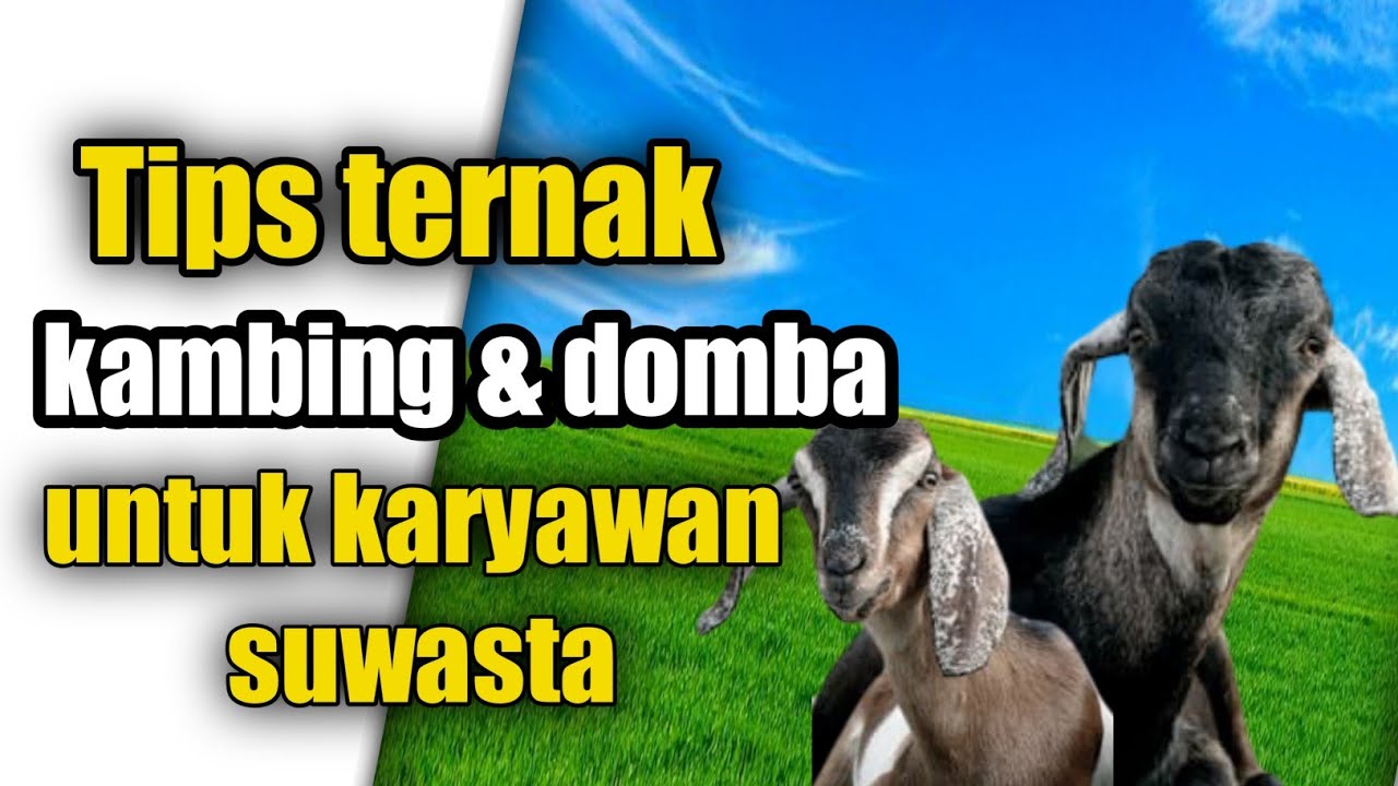 Tips mudah ternak kambing domba untuk karyawan SUWASTA | Cara ternak
