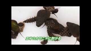 15 01 17 Youtube ホタルの飼育カワニナを食べる幼虫 Youtube 15 01 17 Youtube ホタルの飼育カワニナを食べる幼虫 Youtube