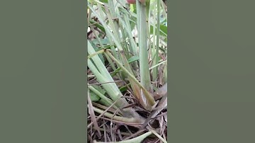 Cây sả -có nhiều lợi ích đối với sức khỏe