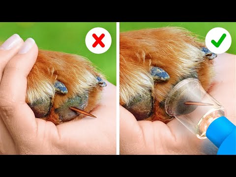 Video: 5 cách dễ dàng để giúp nuôi thú cưng trong ngày lễ này