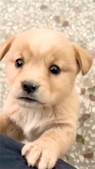 🐕 Sweetest Puppy Love Ever! 💗