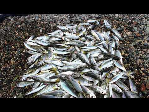 2014 06 02 Ставрида на гальке  Кобулети kobuleti ქობულეთი