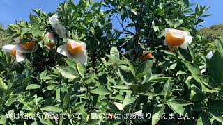 大下島ISLAND POPING