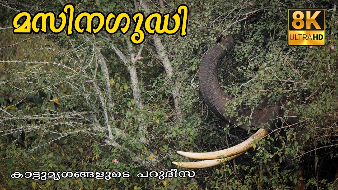 മനം മടുപ്പിക്കാത്ത മസിനഗുഡി !!! 8K