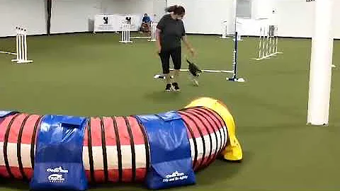 AKC Jumpers w/ Weaves Novice..Q'd, 1st place